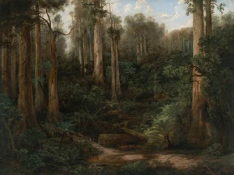 Un barranco de sasafrás, Gippsland